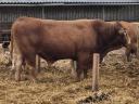 Limousin breeding bull for sale