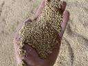 White millet for sale