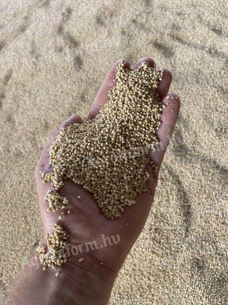 White millet for sale