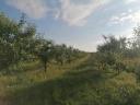 Orchard for sale