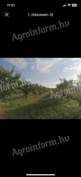 Orchard for sale