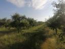 Obstgarten zu verkaufen