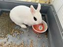 Colourful dwarf rabbit