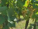 Chardonnay-Traube