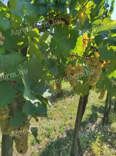 Chardonnay-Traube