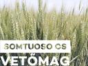 SOMTUOSO TUBEWHEAT SEED, WHEN YIELD IS IMPORTANT