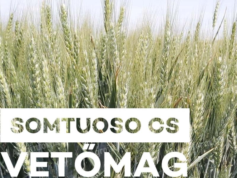 SOMTUOSO TUBEWHEAT SEED, WHEN YIELD IS IMPORTANT