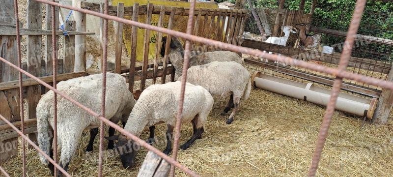 Suffolk sheep