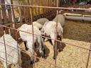 Suffolk sheep