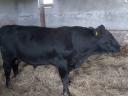 Fattened Angus bulls for sale