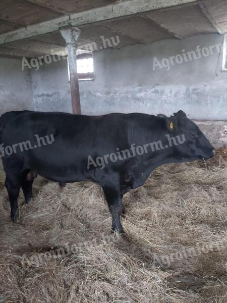 Fattened Angus bulls for sale