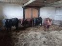 Fattened Angus bulls for sale