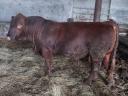 Fattened Angus bulls for sale