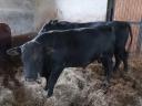 Fattened Angus bulls for sale