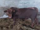 Fattened Angus bulls for sale