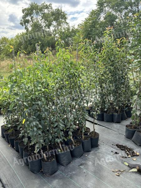 Container fruit tree cuttings from a producer