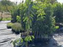 Container fruit tree cuttings from a producer