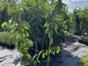 Container fruit tree cuttings from a producer