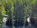 Container fruit tree cuttings from a producer