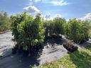 Container fruit tree cuttings from a producer