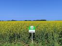 Aurelia rape seeds from RWA, G-Seed seeds, excellent genetics at affordable prices