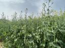 Aurelia rape seeds from RWA, G-Seed seeds, excellent genetics at affordable prices