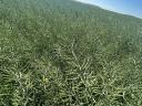 Aurelia rape seeds from RWA, G-Seed seeds, excellent genetics at affordable prices