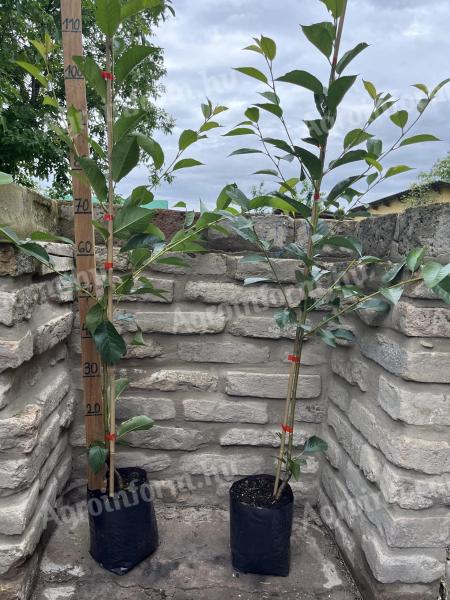 Meggy Érdi portaltoi de pomi fructiferi altoiți în containere de Prunus cerasus prolific