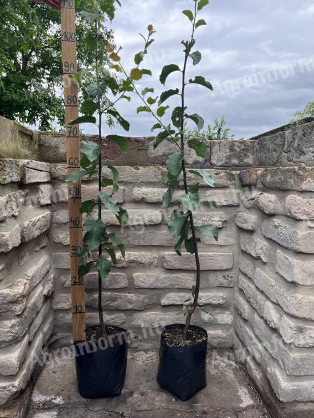 Plum - Cacanska Lepotica fruit tree graft - Prunus domestica - containerized