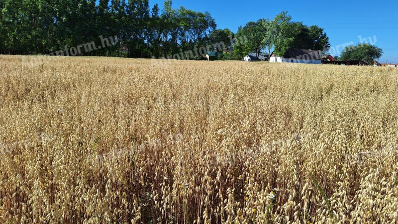 Autumn oats for sale