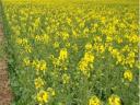 Austin rapeseed: higher and more secure yields in the fields