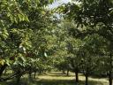 In Szombathely stehen 1,14 Hektar eingezäuntes Grundstück mit Brunnen zum Verkauf, das derzeit als Obstgarten genutzt wird