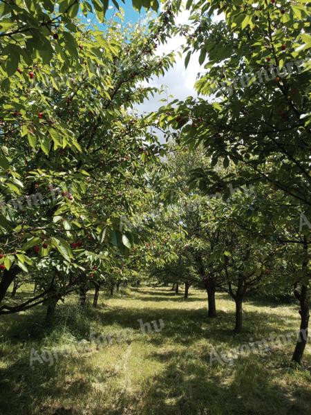 1,14 ha oplocený pozemek se studnou, v současné době využívaný jako ovocný sad, na prodej v Szombathely