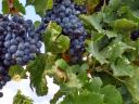 MERLOT grapes from the Balaton highlands for sale