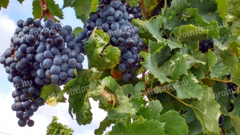 Struguri MERLOT din zona muntoasă Balaton de vânzare