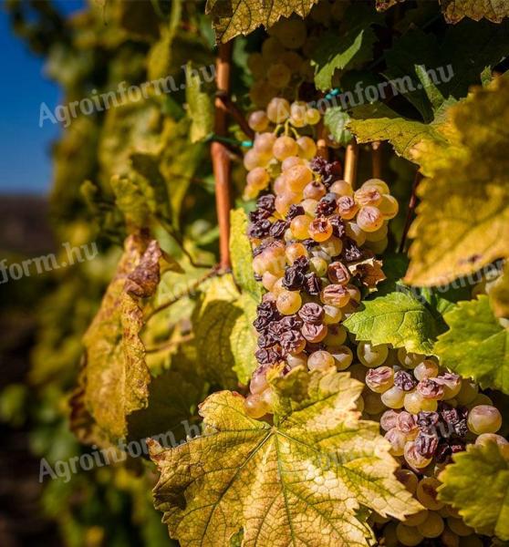 furmint