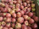 Red Chief apples for sale