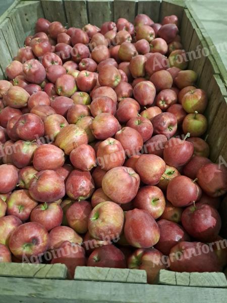 Red Chief apples for sale