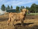 Scottish Highland bull for sale