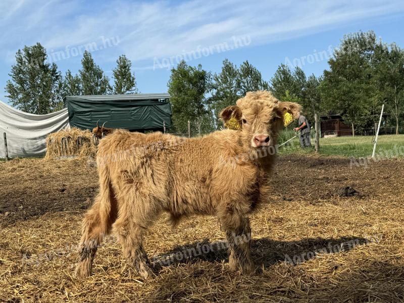 Scottish Highland bull for sale