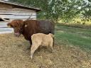 Scottish Highland bull for sale