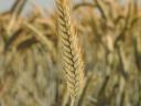 Temes Herbst-Triticale-Samen