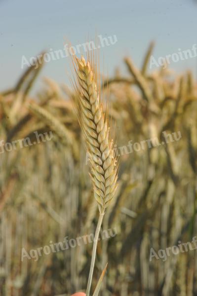 Temes autumn triticale seed