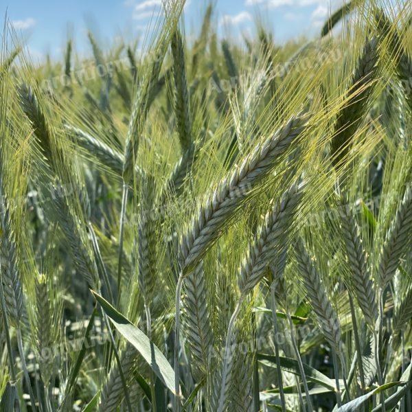 Maros autumn triticale seed