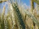 Hungaro Herbst-Triticale-Samen