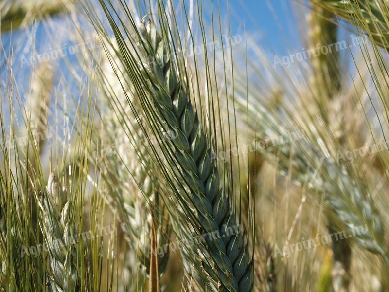 Hungaro Herbst-Triticale-Samen