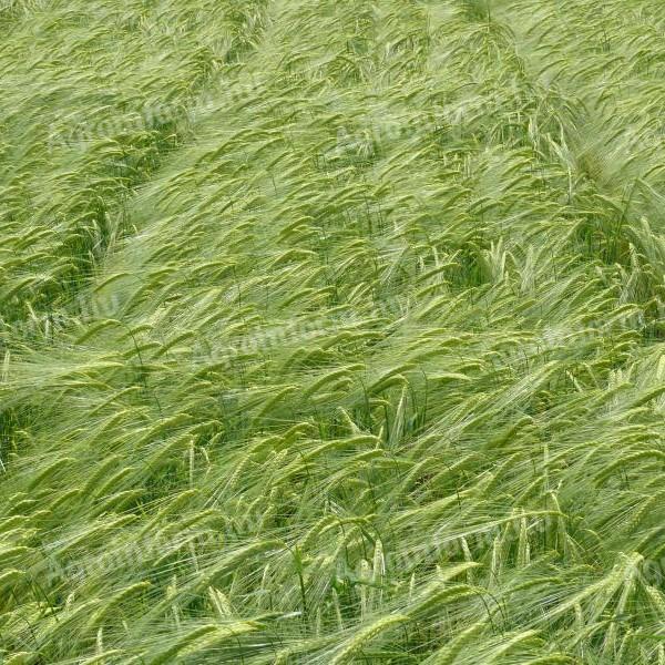 Judy winter barley seed, stripped