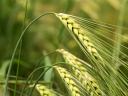 Tas Autumn Barley Seed Striped