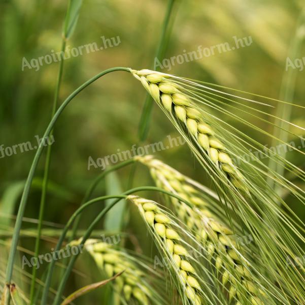 Tas Autumn Barley Seed Striped