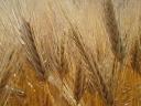 Su Ellen winter barley seed, stripped